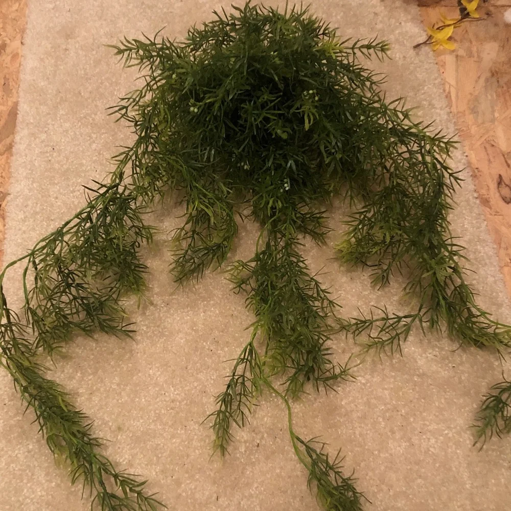Faux asparagus ferns